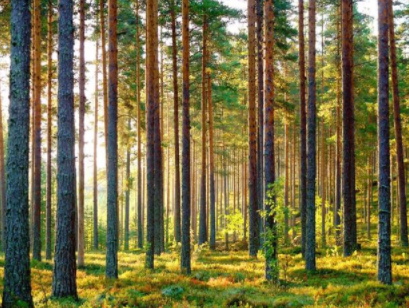 白色松木家具品牌：松木家具好還是橡木家具好？